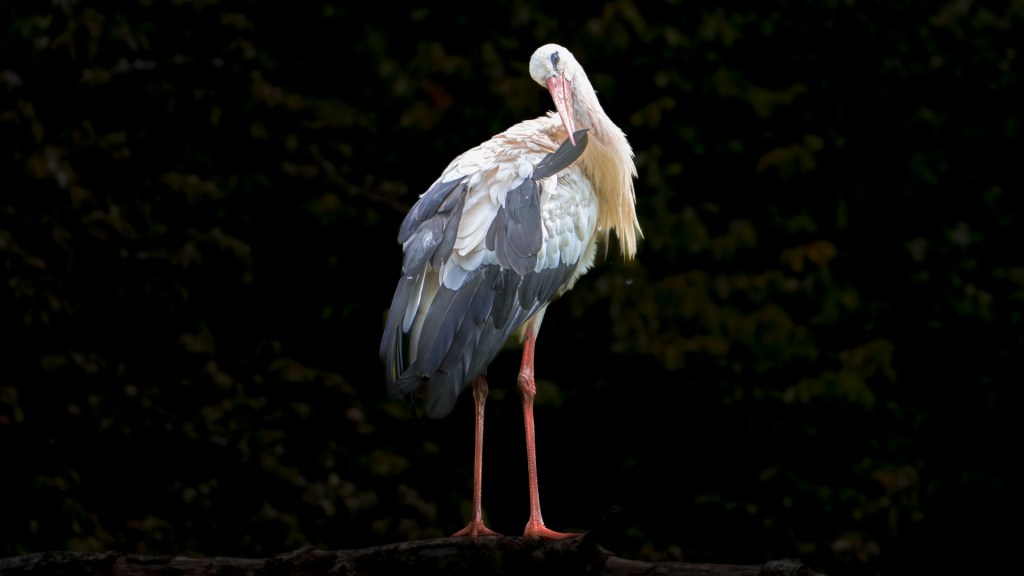 Storch vor dunklem Hintergrund