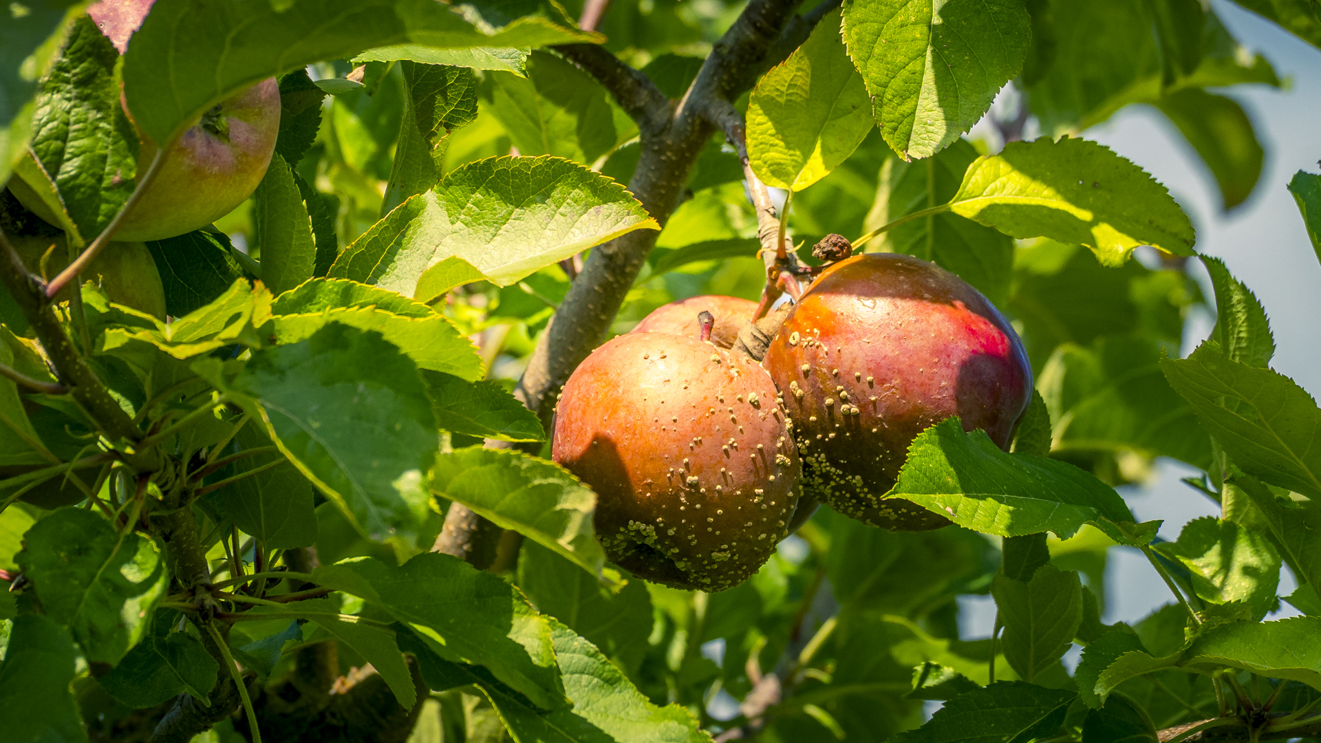 Apfelglück – h|b – Foto und Reise Blog, image size:1920x1080