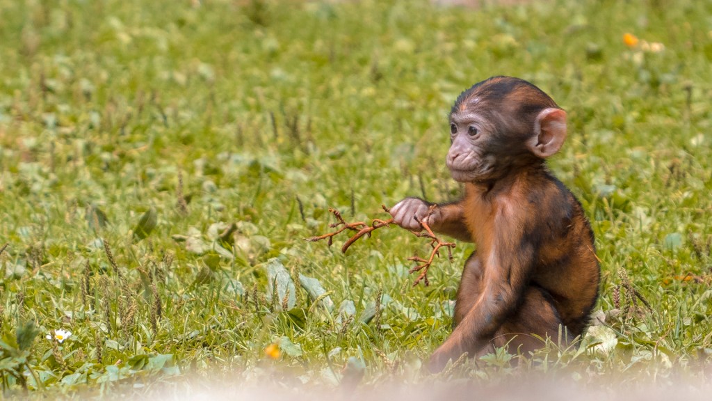Junges Berberaffenkind