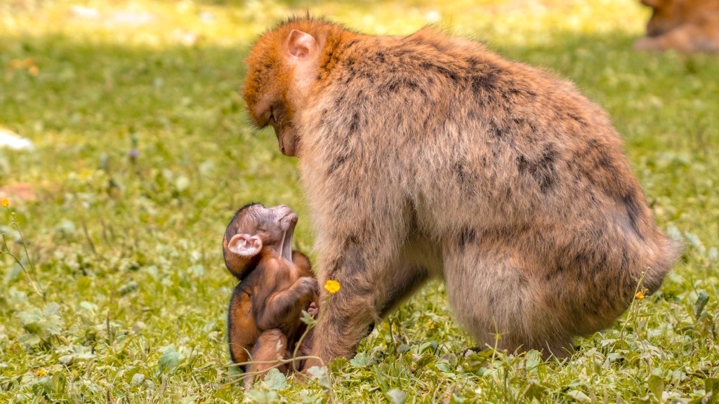 Berberaffe mit einem Jungen