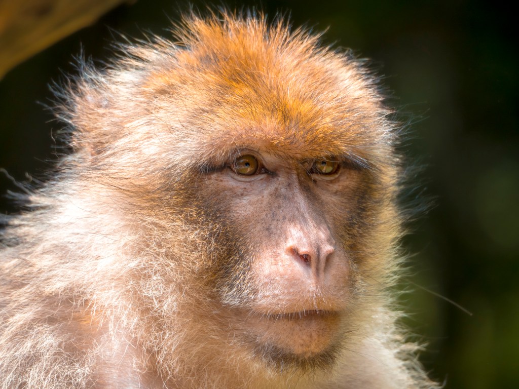 Portrait eines Berberaffen am Affenberg in Salem