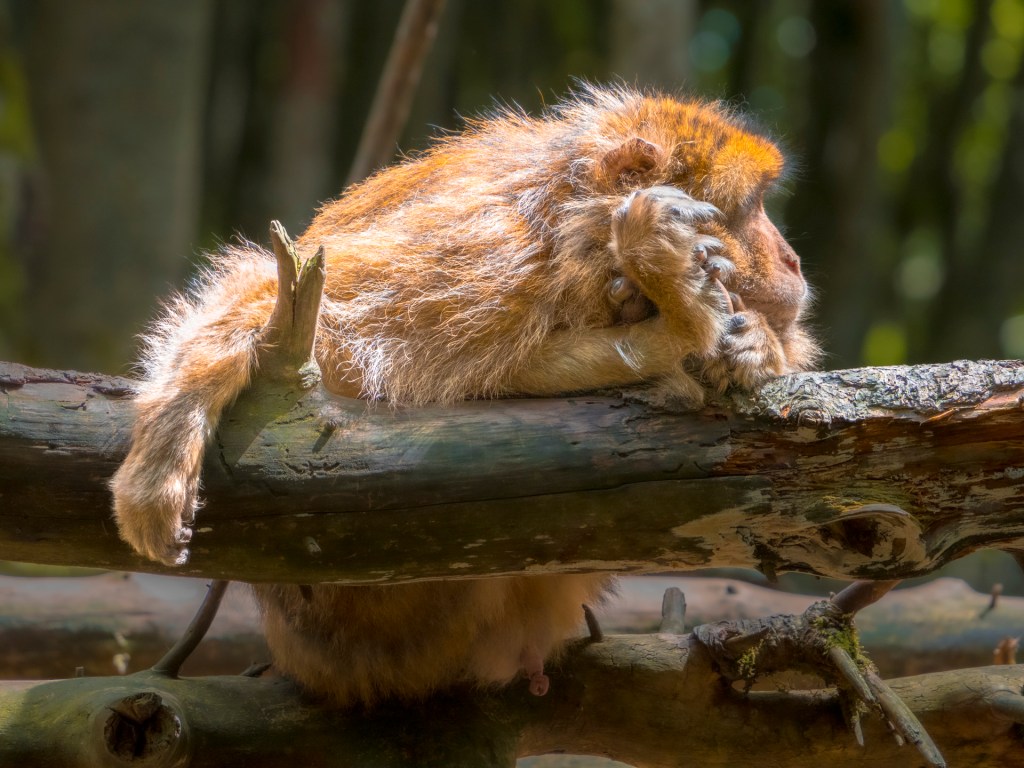 Berberaffe am Affenberg in Salem auf einem Ast