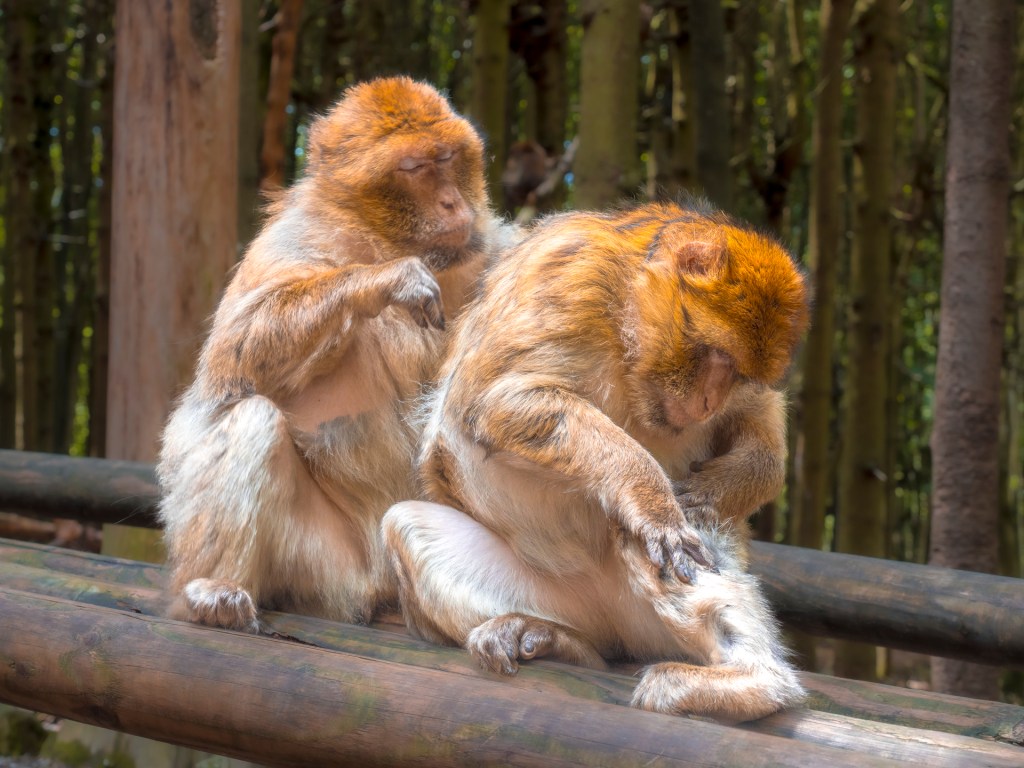 Zwei Berberaffen am Affenberg in Salem