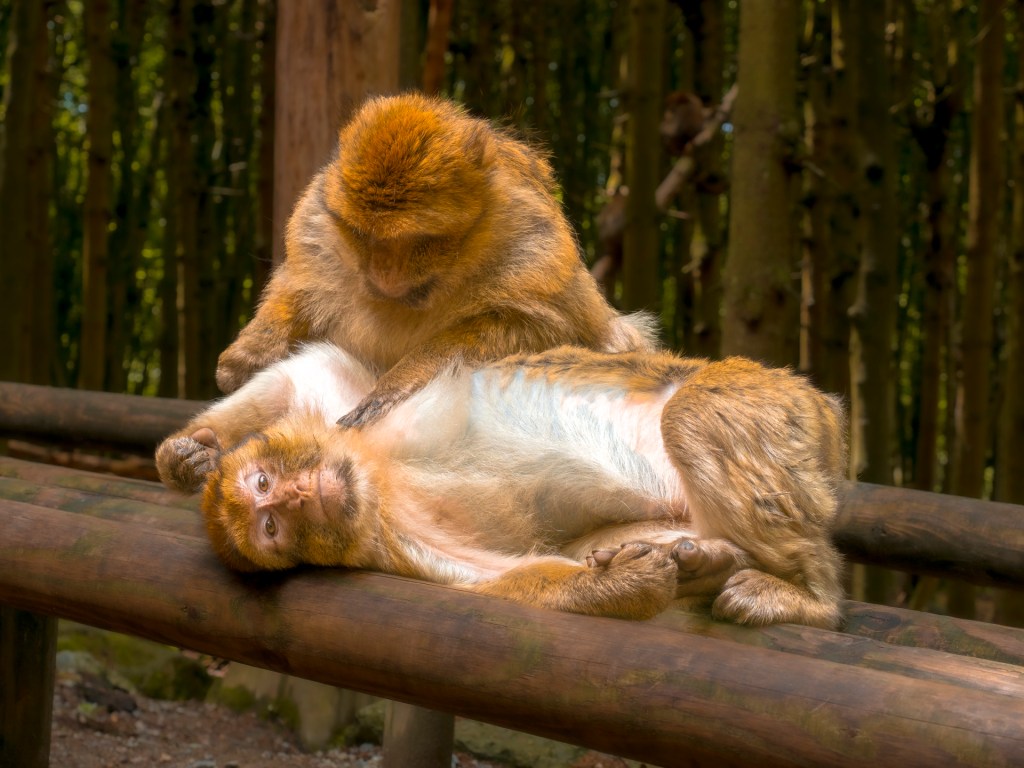 Zwei Berberaffen am Affenberg in Salem