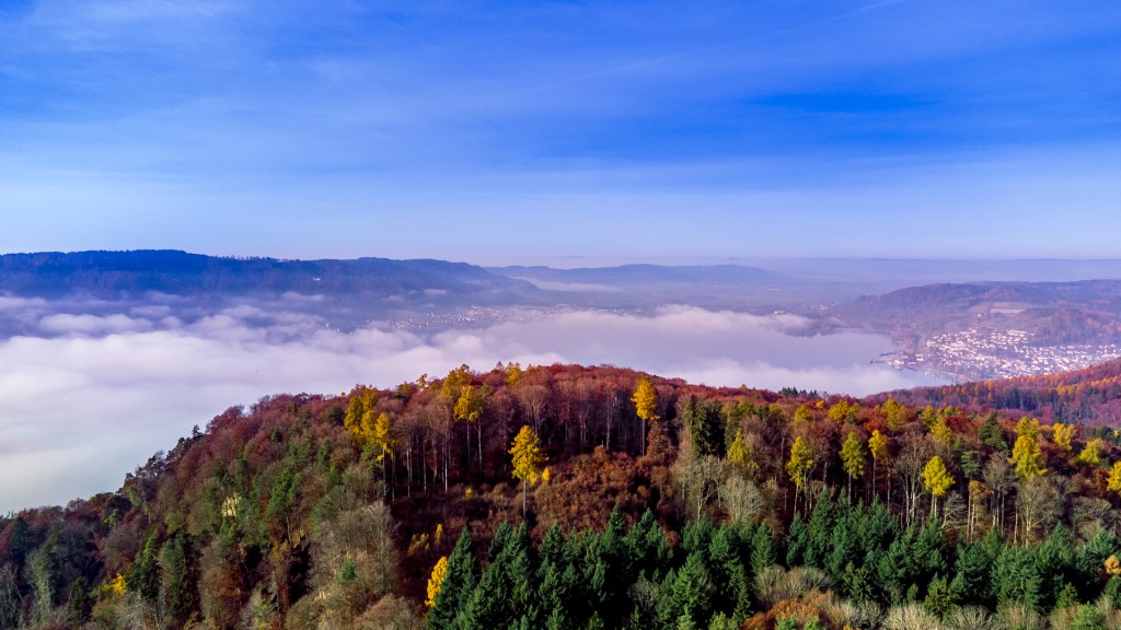 Herbstlicher Wald, dahinter der Nebel über dem Bodensee