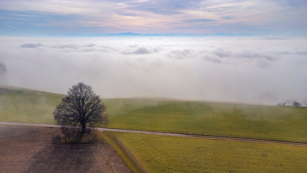 Die Hödinger Linde, darunter der Nebel vom Bodensee