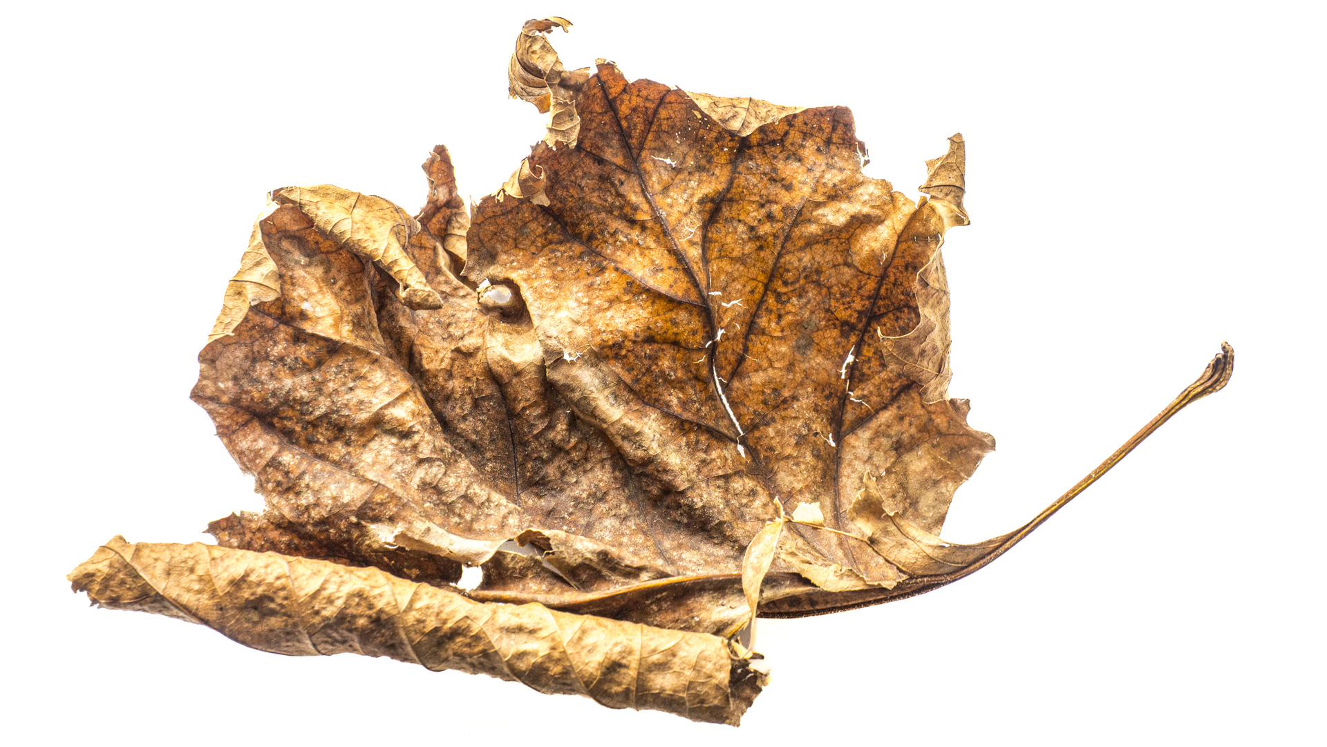 Ein verwelktes Blatt, freigestellt vor weißem Hintergrund