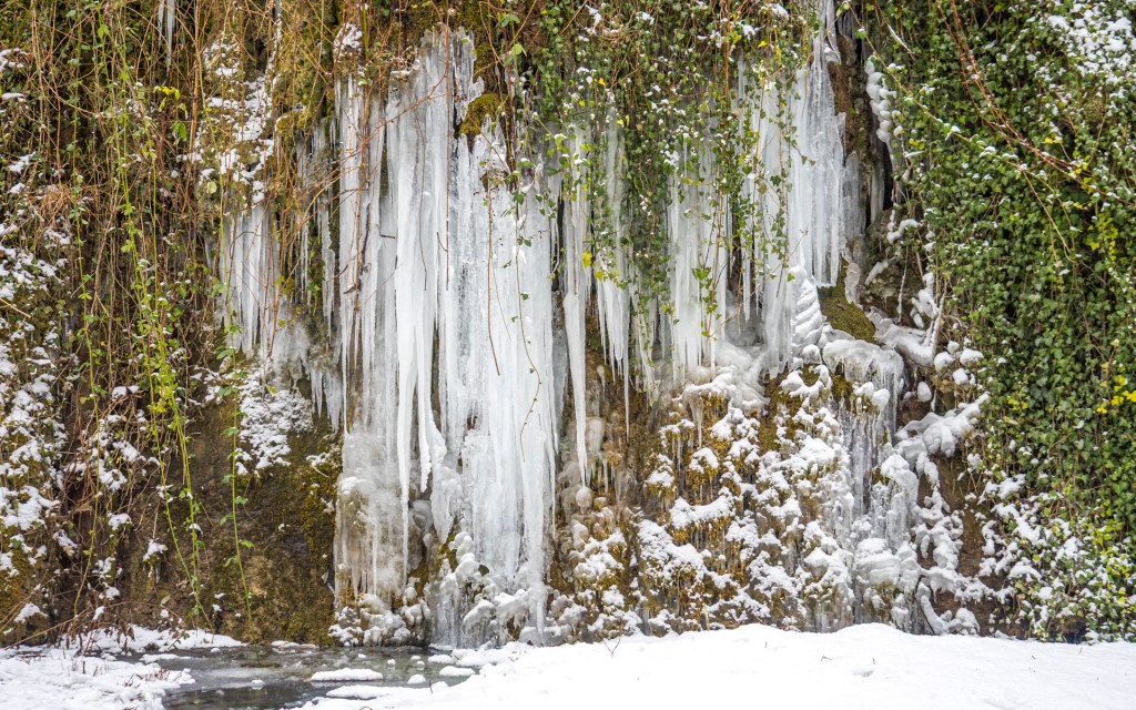 Eiszapfen an einer begrünten Wand