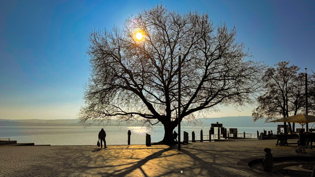 Baum im Gegenlicht an der Überlinger Promenade