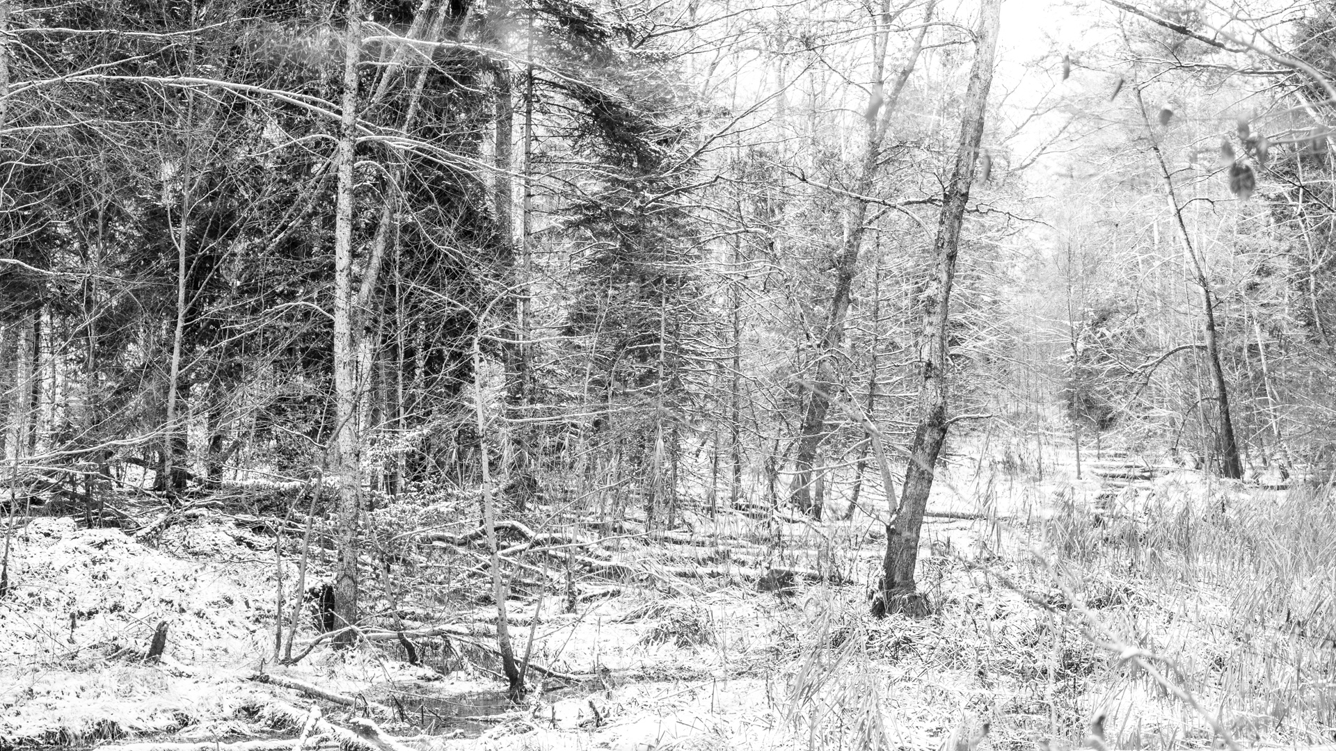 Foto eines verschneiten Waldes in schwarzweiss