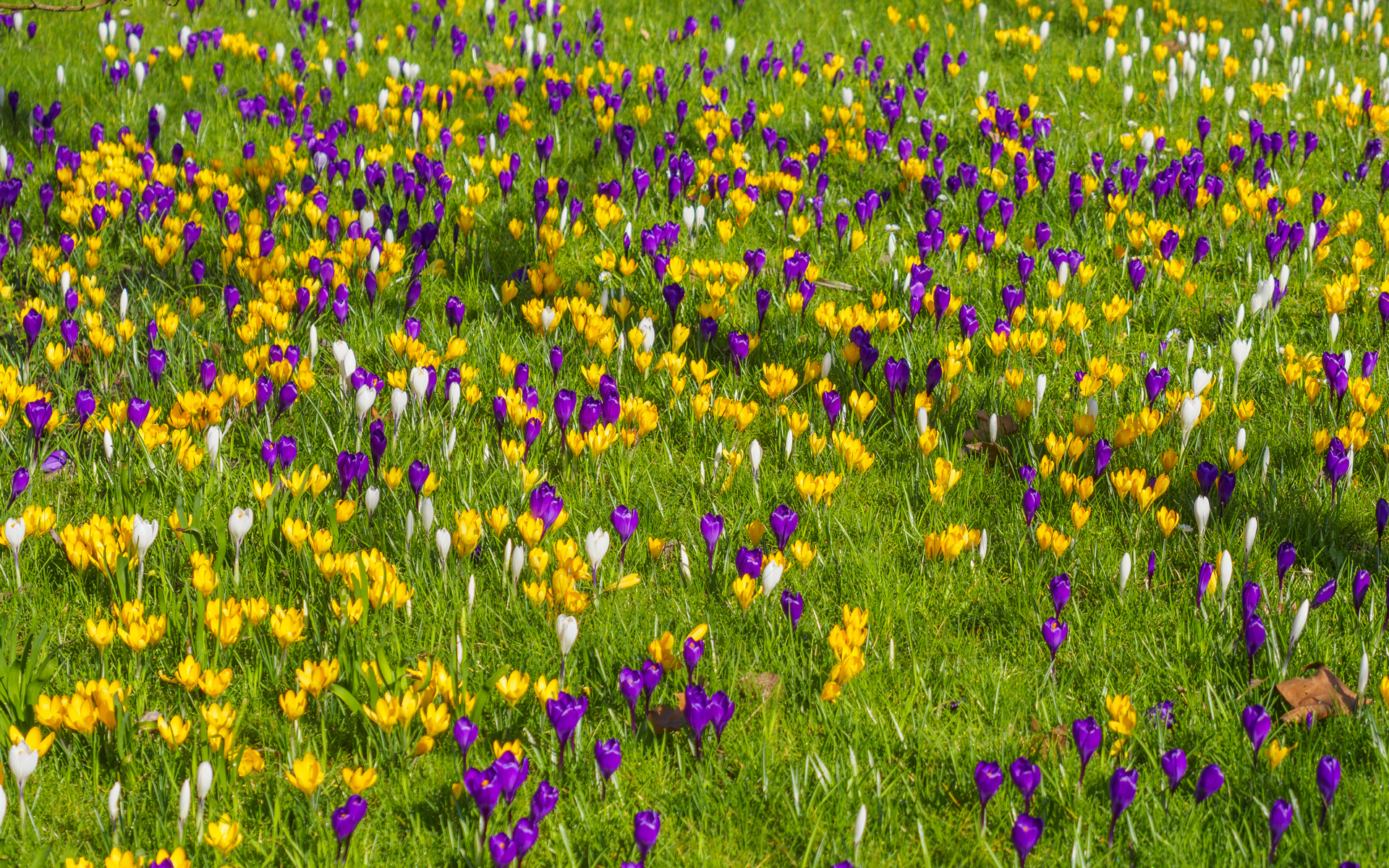 Viele bunte Krokusse auf einer Wiese auf der Insel Mainau