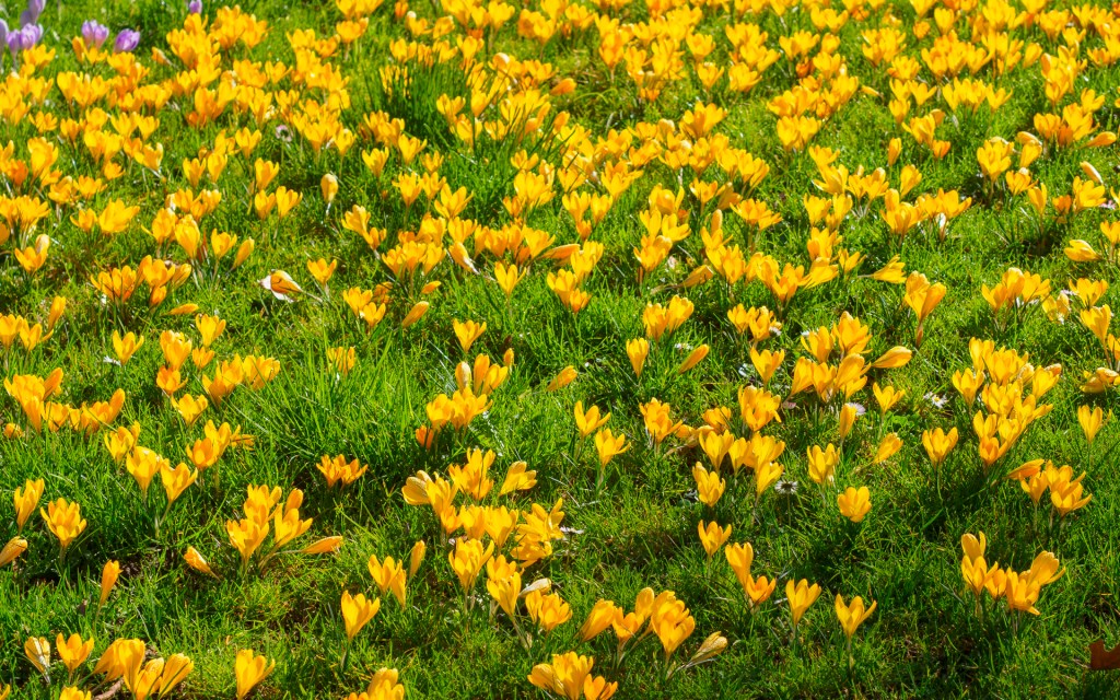 Viele gelbe Krokusse auf einer Wiese auf der Insel Mainau