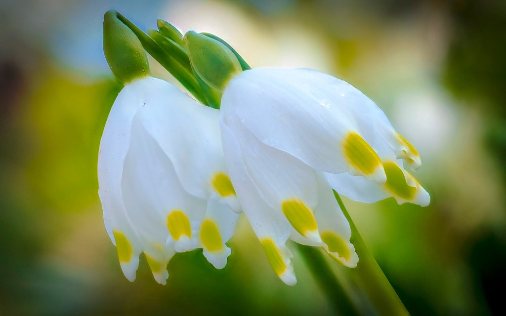 Zwei Blüten der Märzenbecher