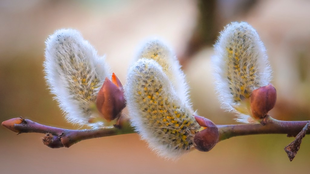 Weidenkätzchen