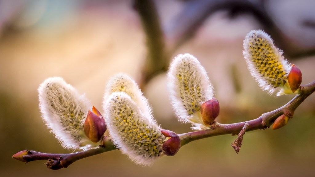 Weidenkätzchen