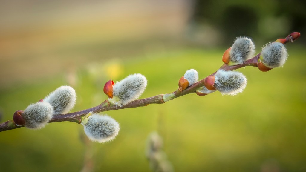 Weidenkätzchen