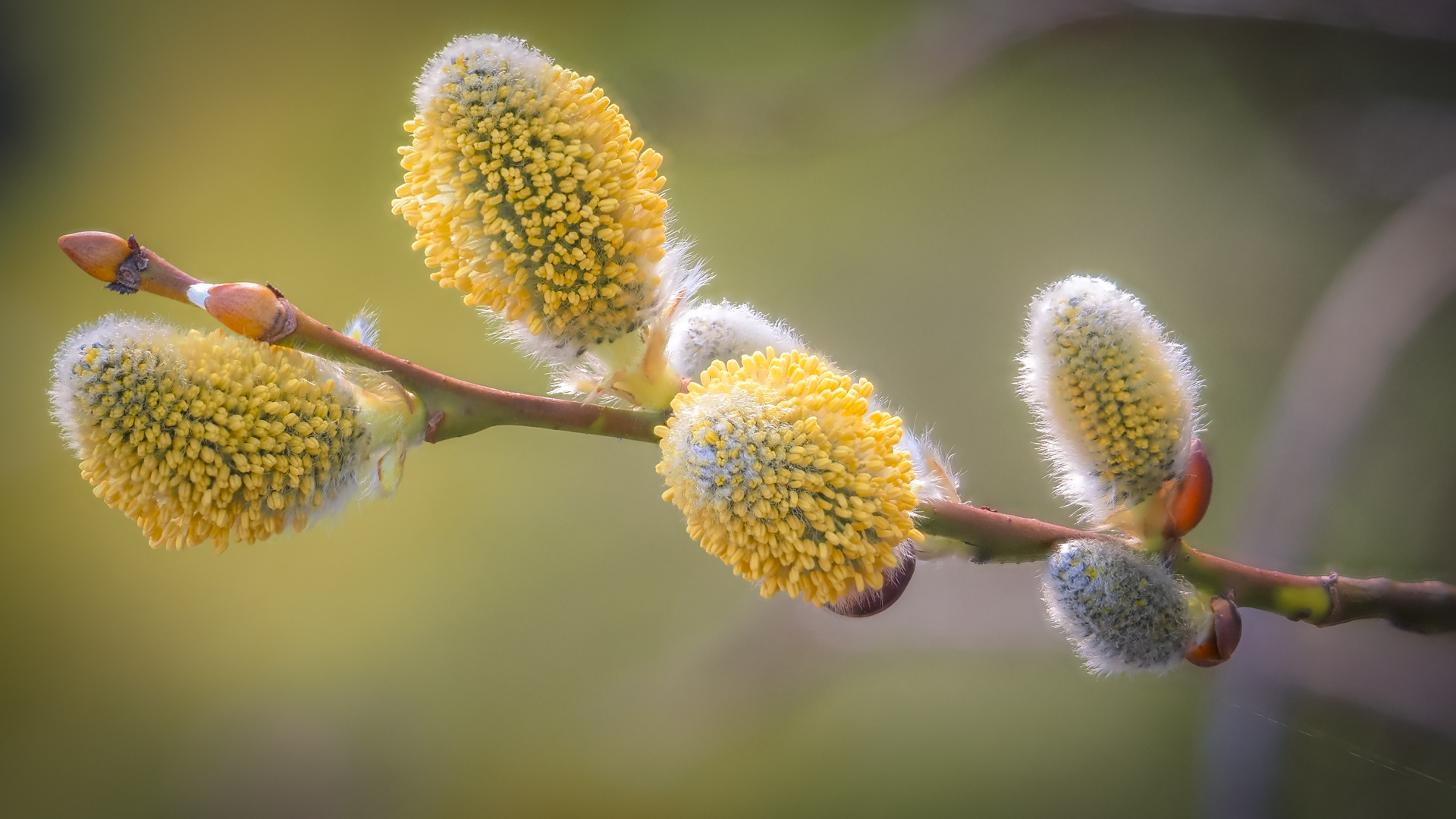 Weidenkätzchen