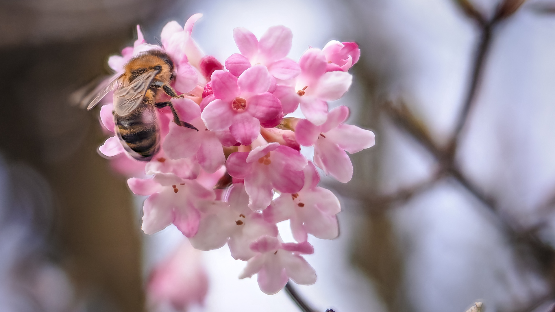 Ein Winterschneeball mit einer Honigbiene