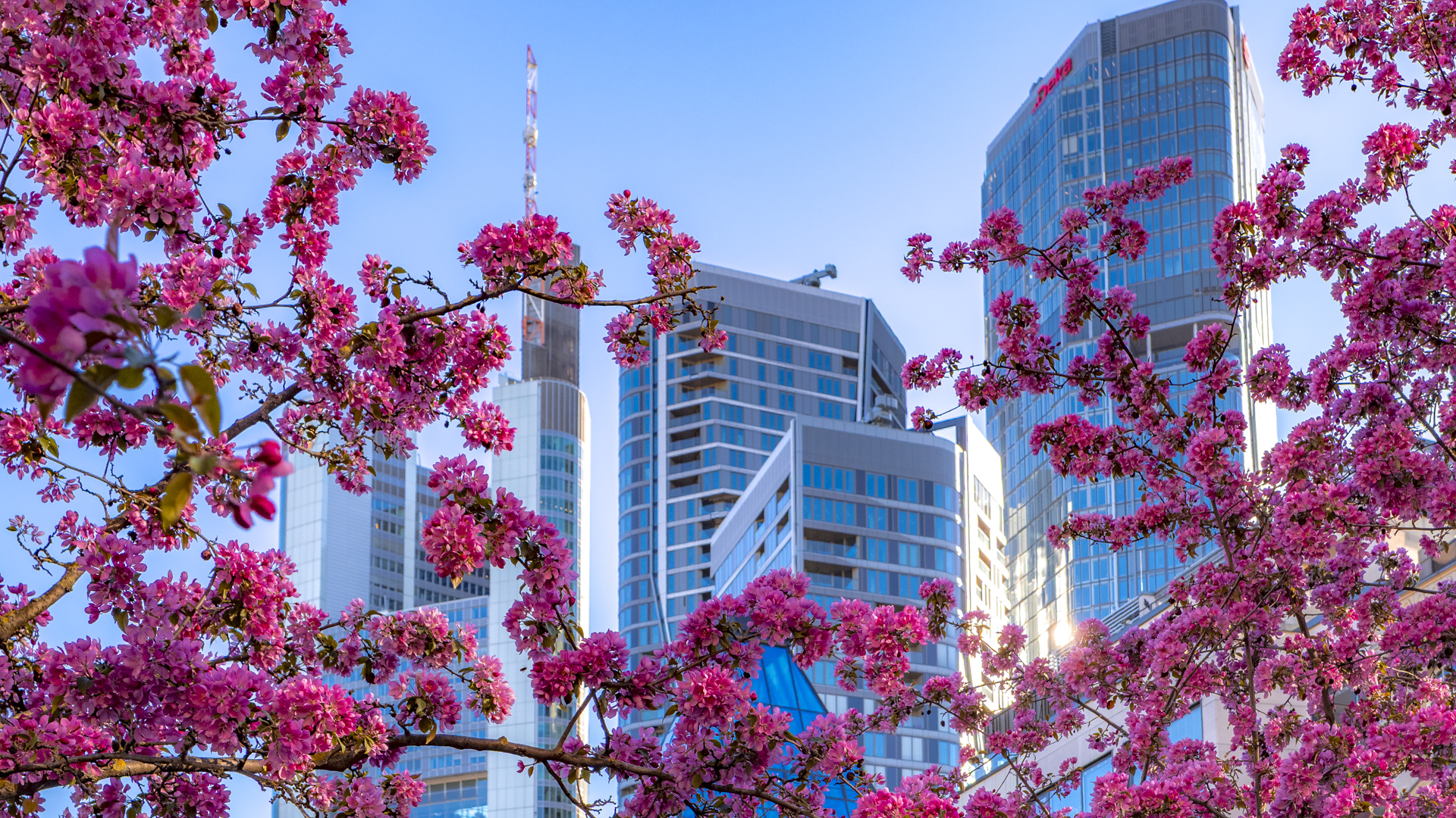 Kirschblüten vor Frankfurter Skyline
