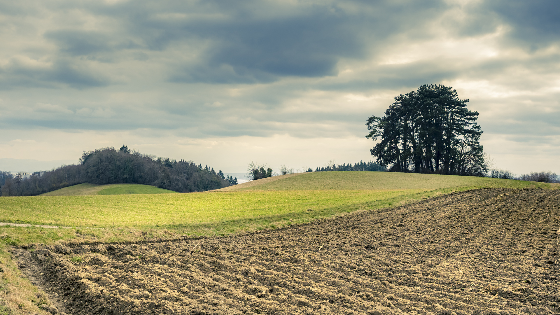 Landschaft am Bodensee. Im Vordergrund ein gepflügter Acker, der in wellige Wiese übergeht. Im Hintergrund Bäume und Wald.