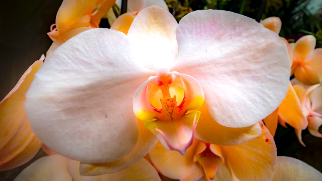 Orchideenschau auf der Insel Mainau - Eine Schmetterlingsorchidee