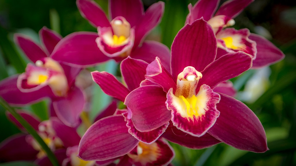 Orchideenschau auf der Insel Mainau - Rote Orchideen