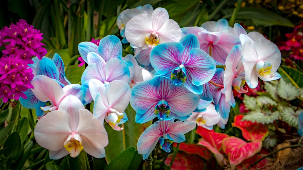 Orchideenschau auf der Insel Mainau - Blauweiße Orchideen