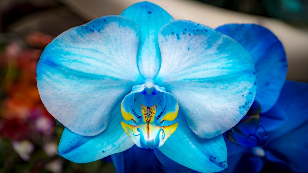 Orchideenschau auf der Insel Mainau - Blaue Schmetterlingsorchidee