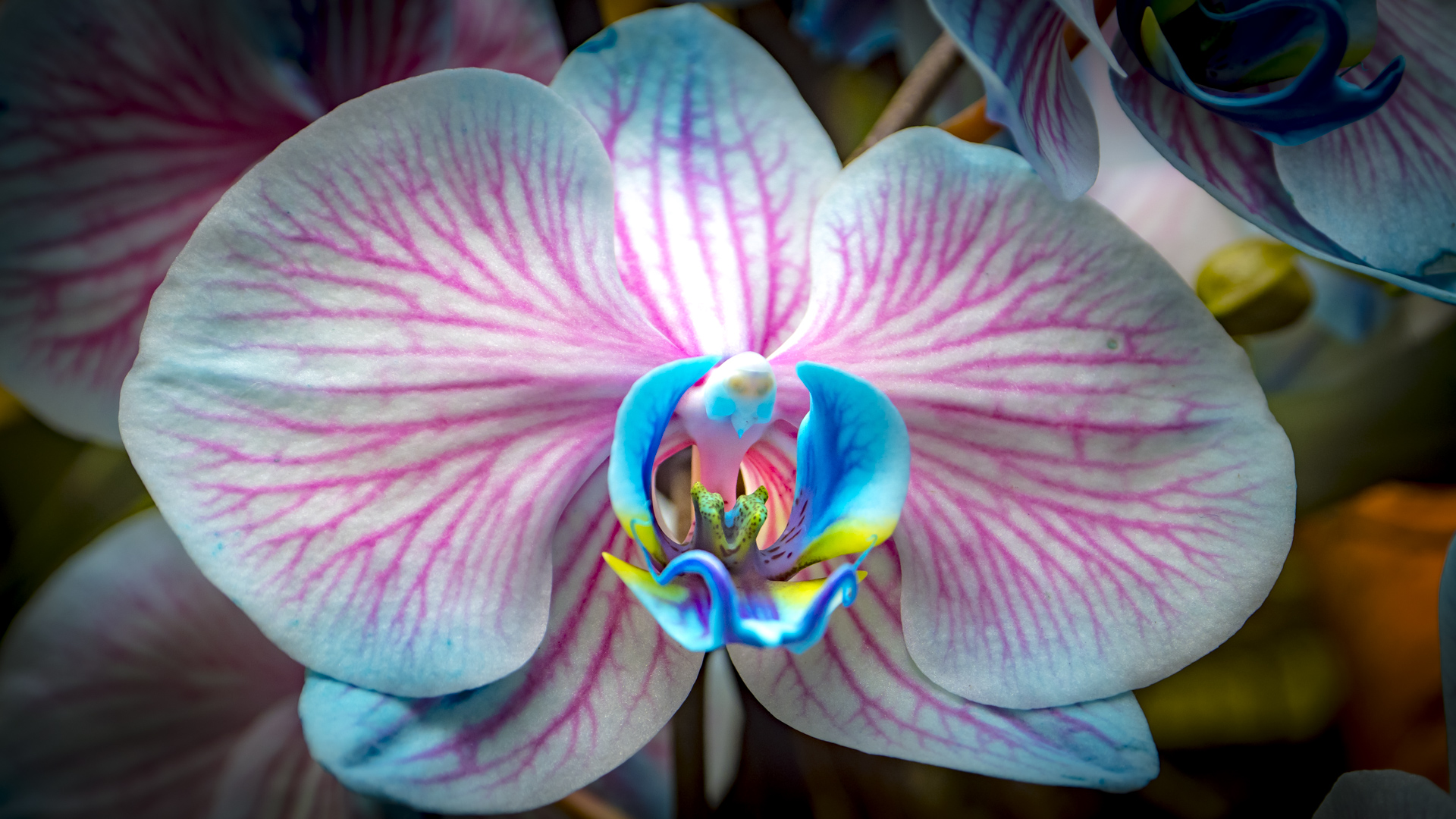 Orchideenschau auf der Insel Mainau - Blaue Schmetterlingsorchidee