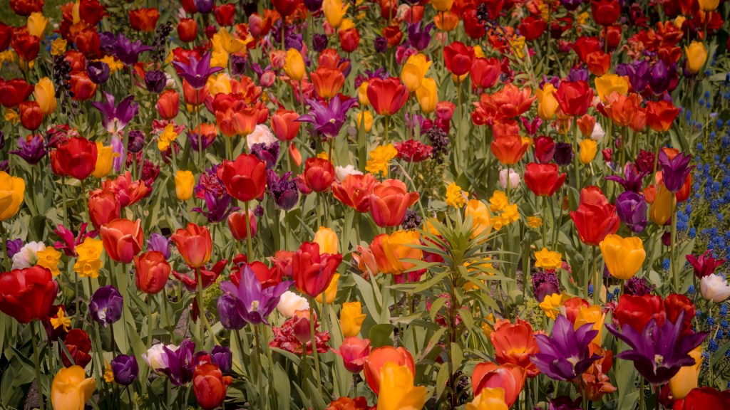 Ein Tulpenfeld auf der Insel Mainau