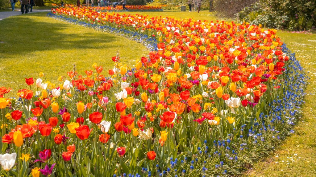 Eine Tulpenschlange auf der Insel Mainau