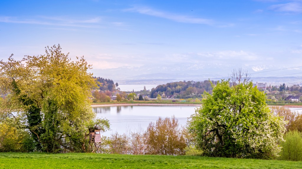 Ein Blick durch Bäume auf den Andelshofer Weiher
