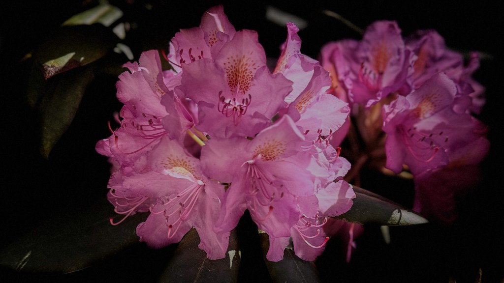 Rhodondendronblüte auf der Insel Mainau