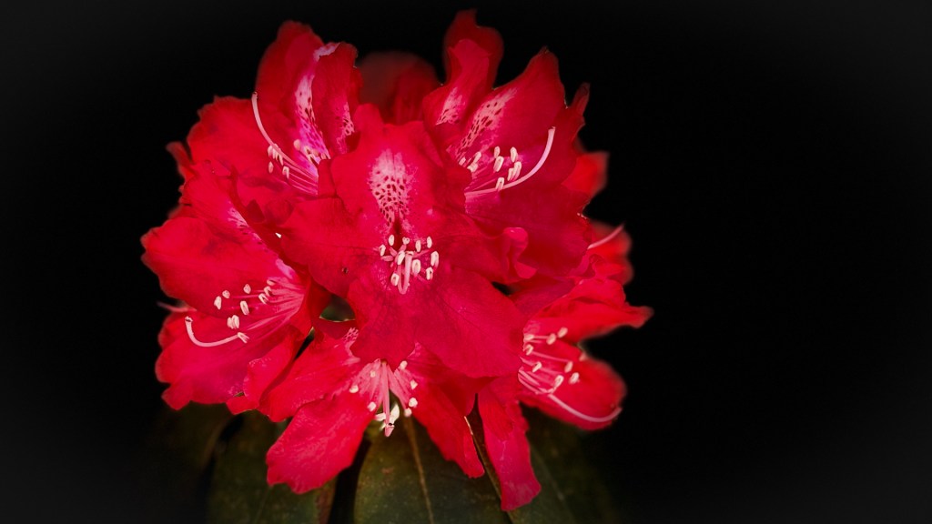 Rote Rhodondendronblüte auf der Insel Mainau