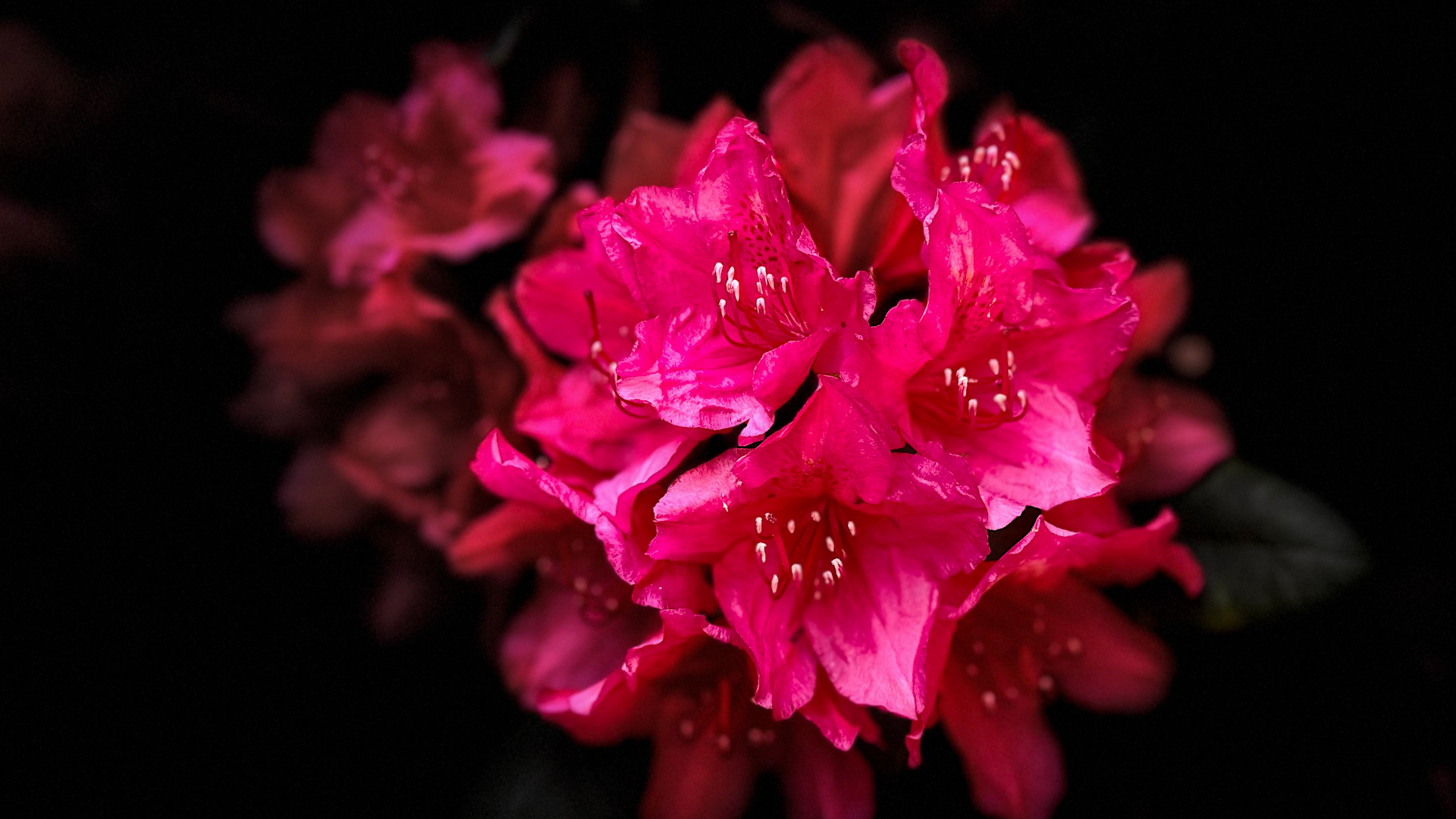 Rote Rhodondendronblüte auf der Insel Mainau