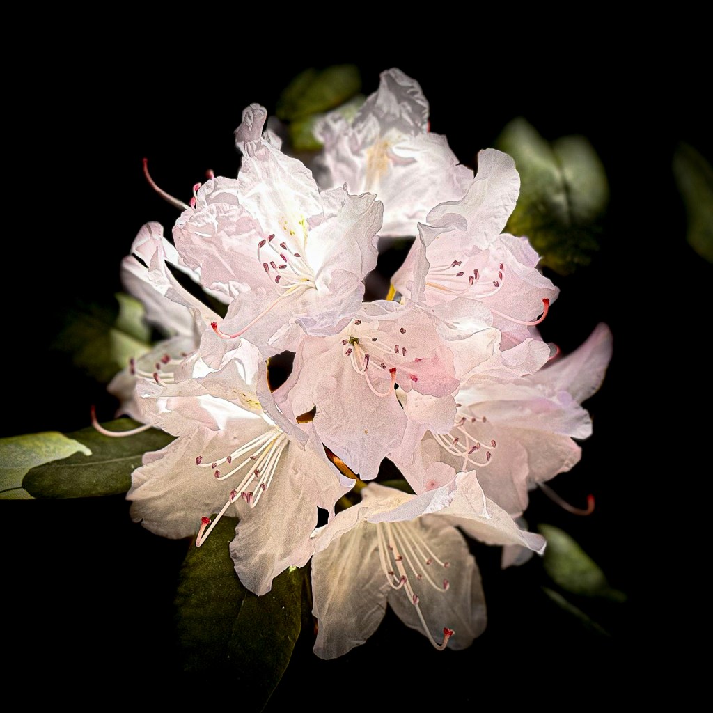 Rhodondendronblüte auf der Insel Mainau