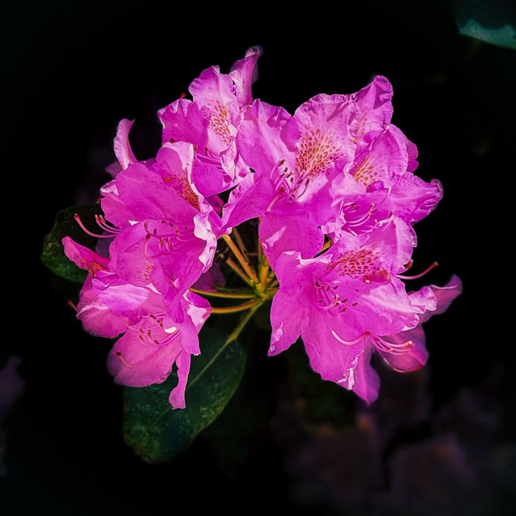 Rhodondendronblüte auf der Insel Mainau