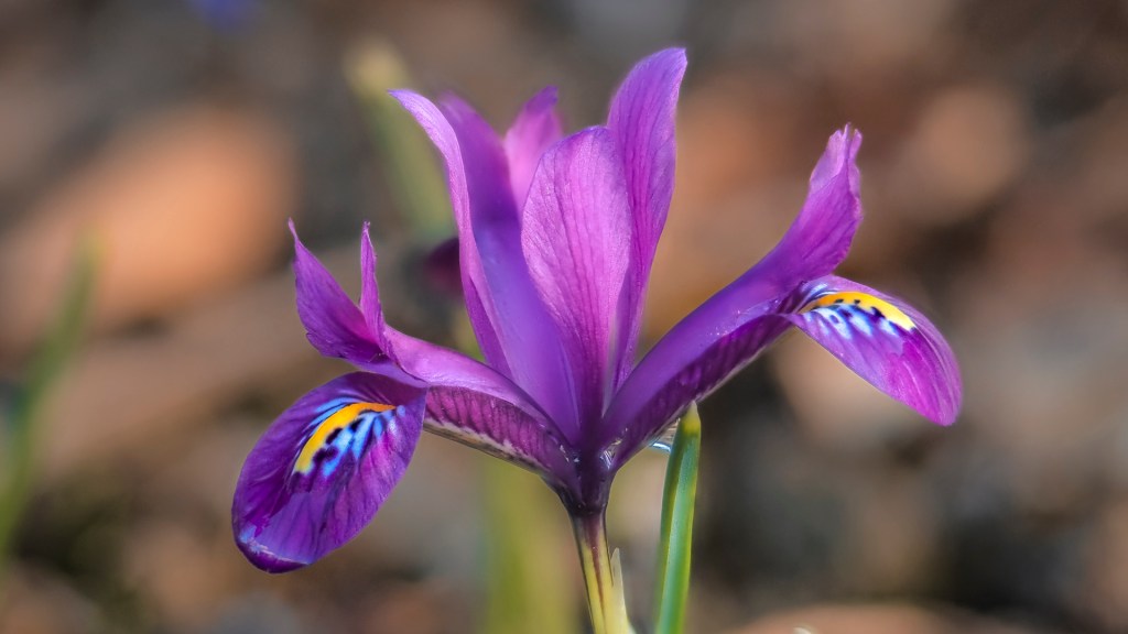 Eine lilafarbene Irisblüte vom Gartenschaugelände in Wangen (Allgäu)
