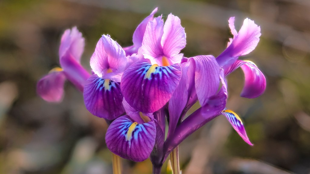 Eine lilafarbene Irisblüte vom Gartenschaugelände in Wangen (Allgäu)