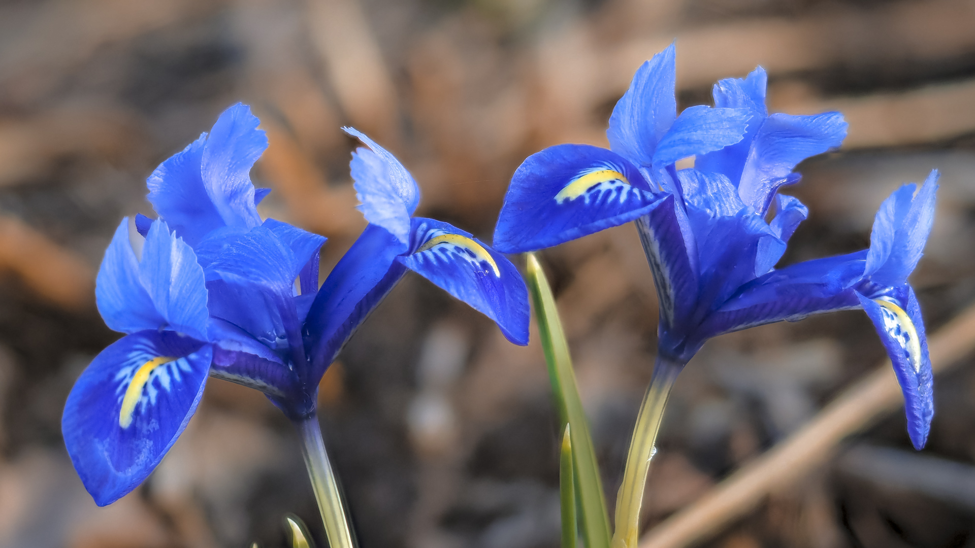 Eine blaue Irisblüte vom Gartenschaugelände in Wangen (Allgäu)