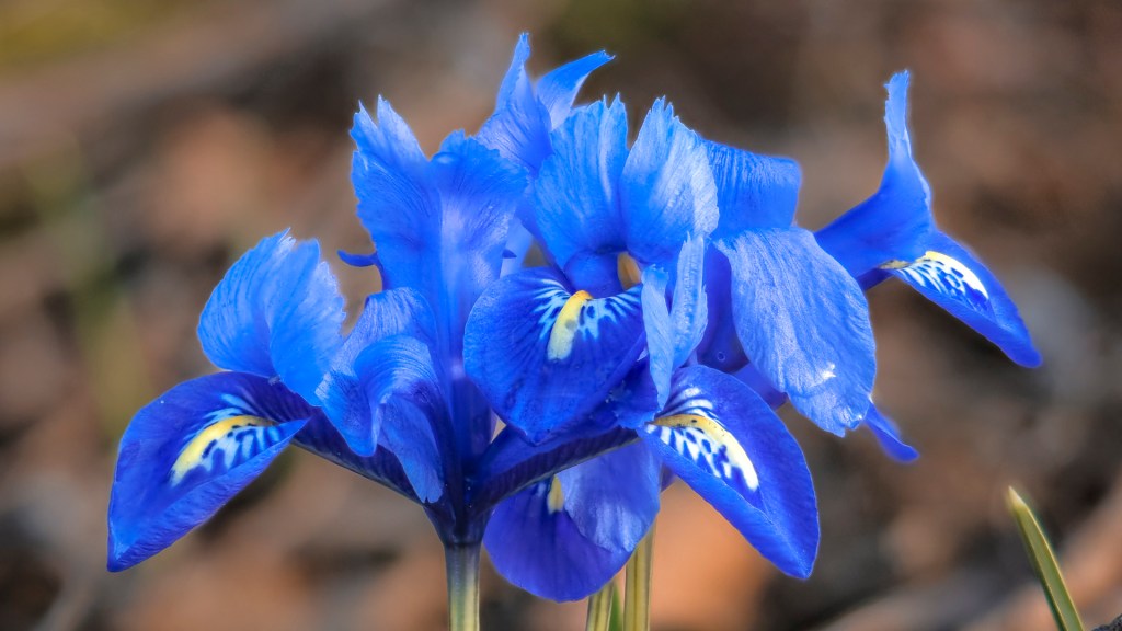 Eine blaue Irisblüte vom Gartenschaugelände in Wangen (Allgäu)