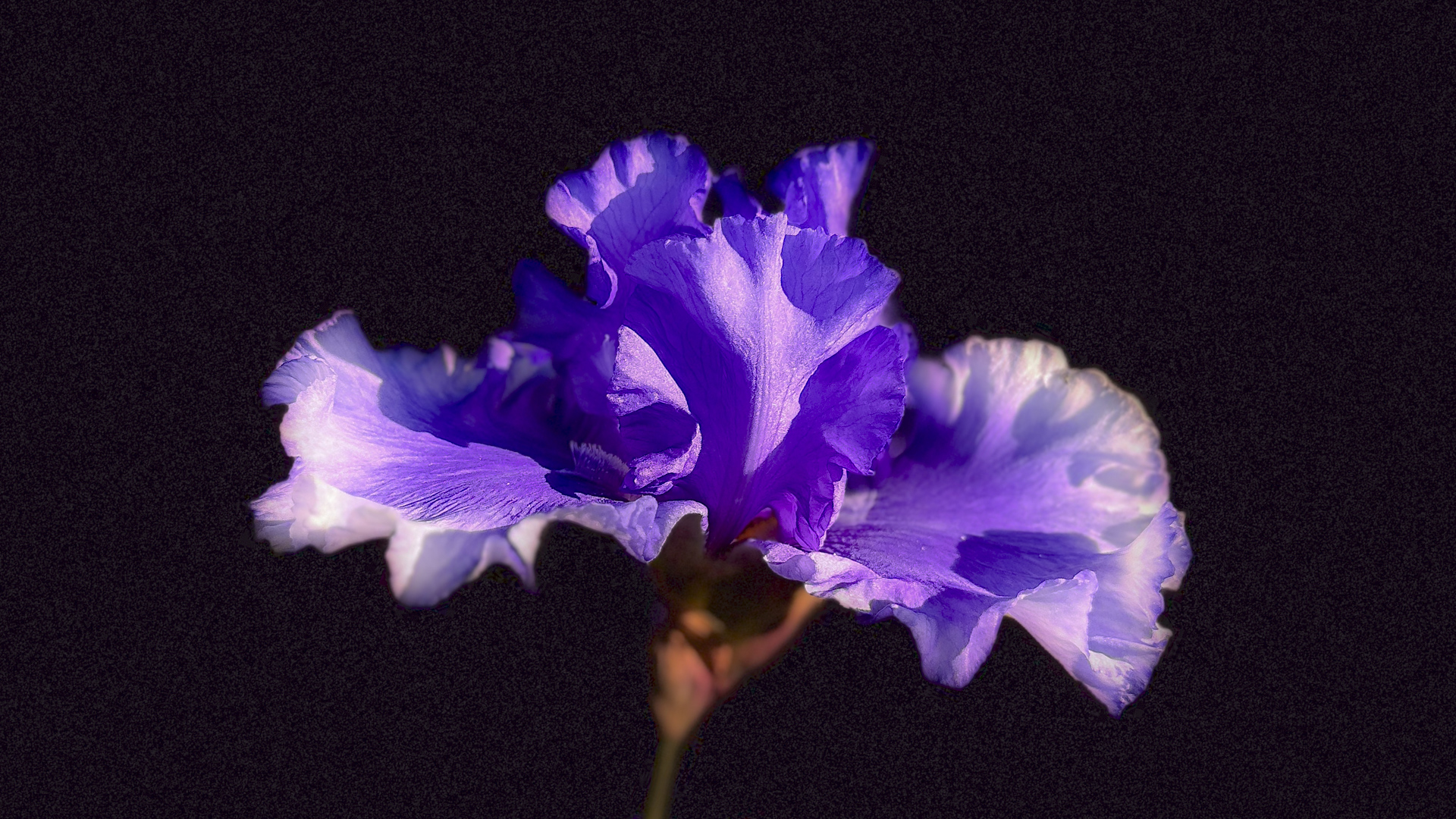 Irisblüte vom Rosenobelturm in Überlingen