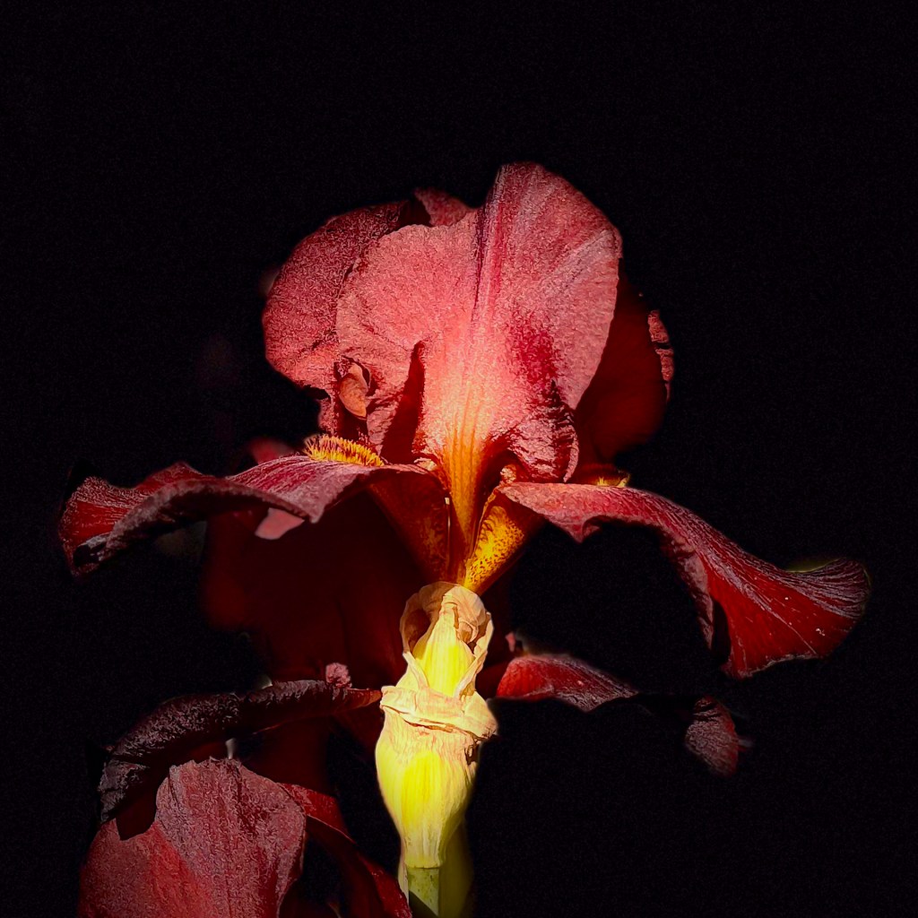Irisblüte vom Rosenobelturm in Überlingen