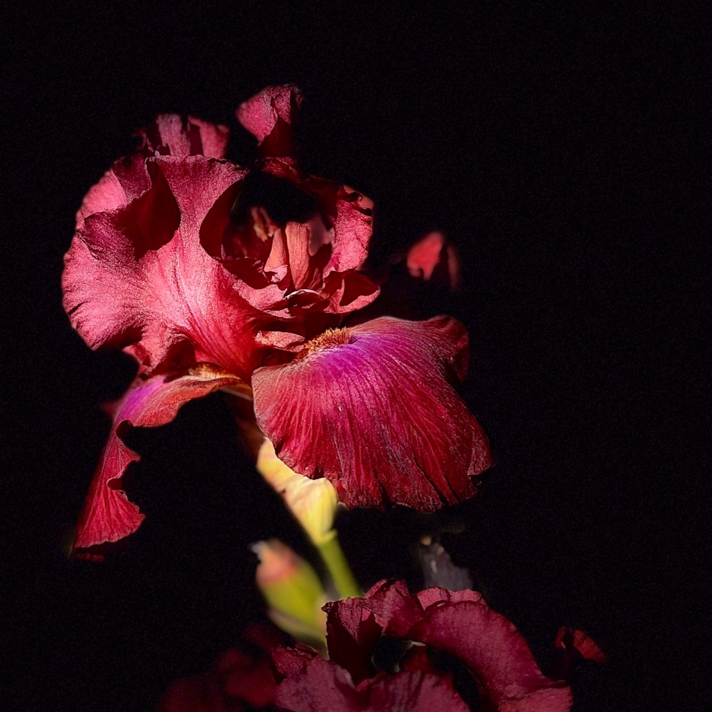 Irisblüte vom Rosenobelturm in Überlingen