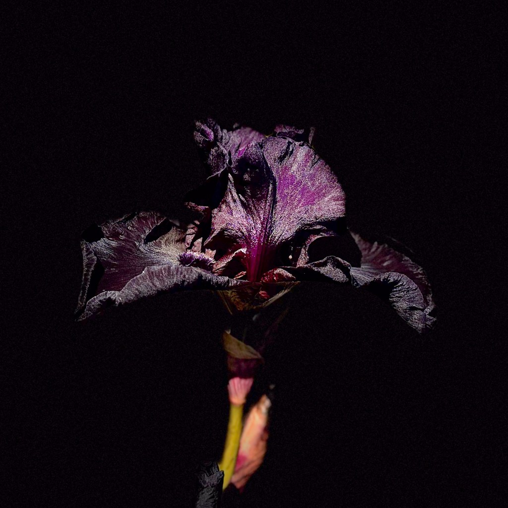 Irisblüte vom Rosenobelturm in Überlingen