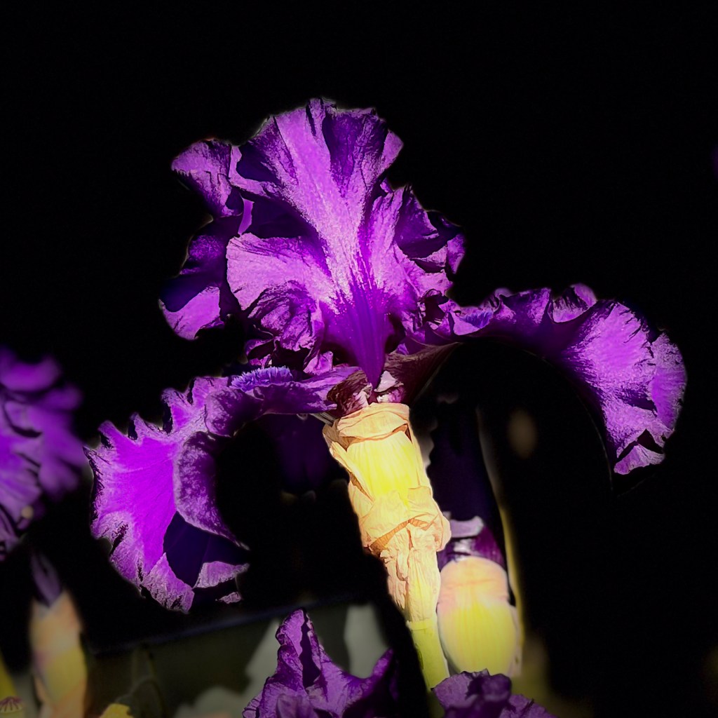 Irisblüte vom Rosenobelturm in Überlingen