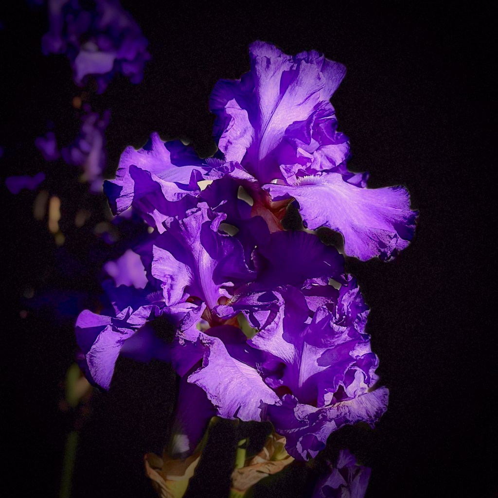Irisblüte vom Rosenobelturm in Überlingen