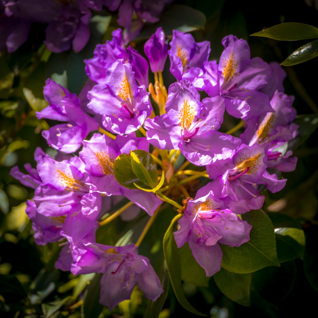 Lilafarbene Rhodondendronblüte auf der Insel Mainau