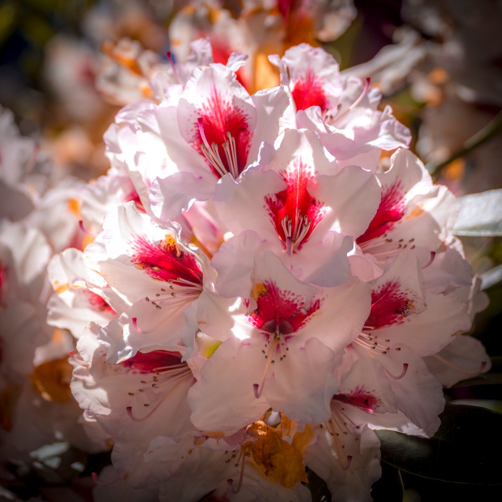 Weiße Rhodondendronblüte auf der Insel Mainau