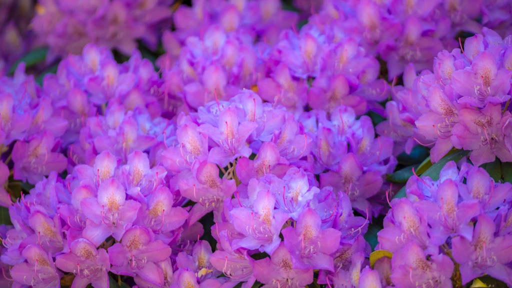 Rhodondendronblüten auf der Insel Mainau
